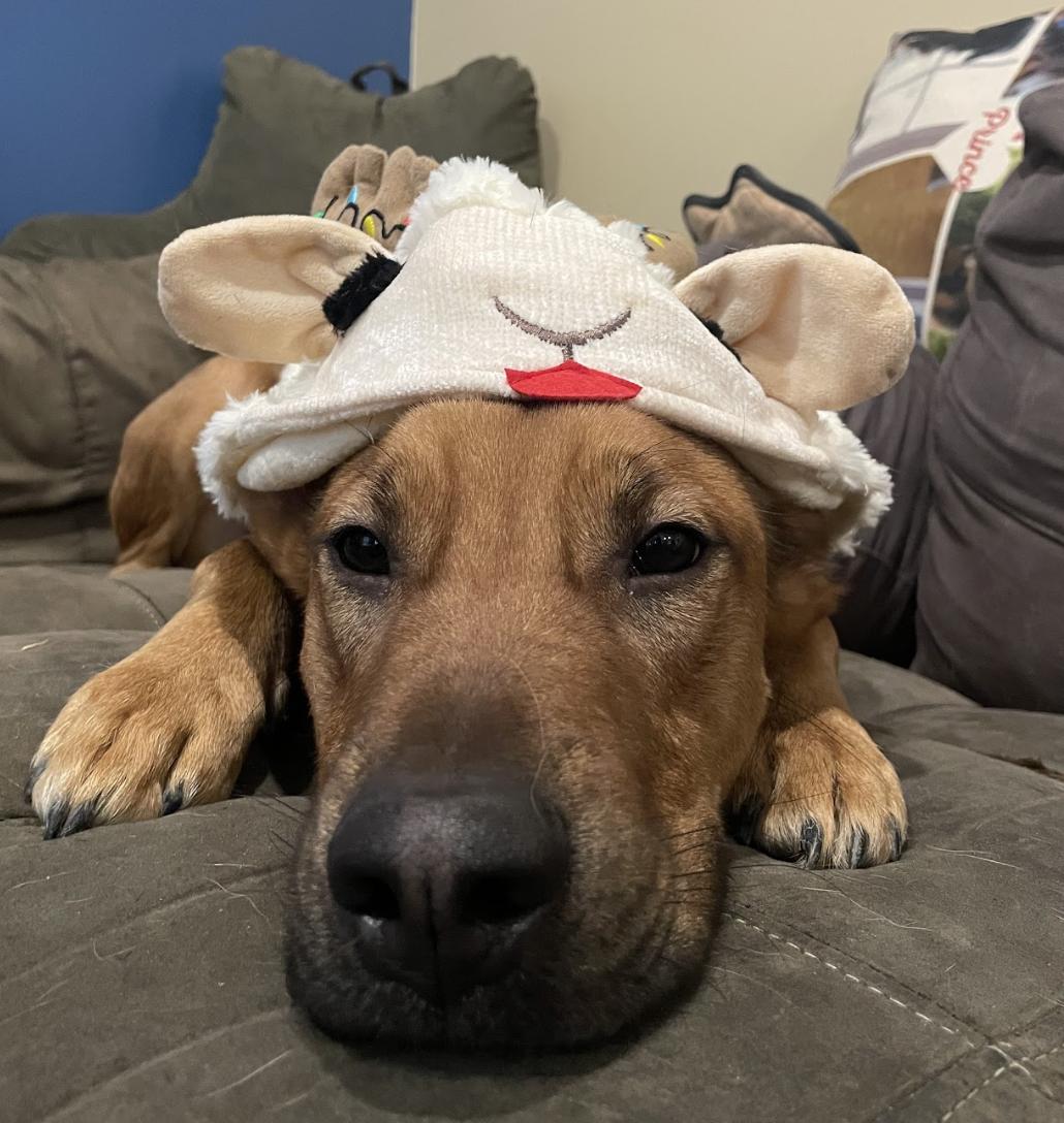 Captain, a Adoptable Mixed Breed in Roswell, GA image 6/6