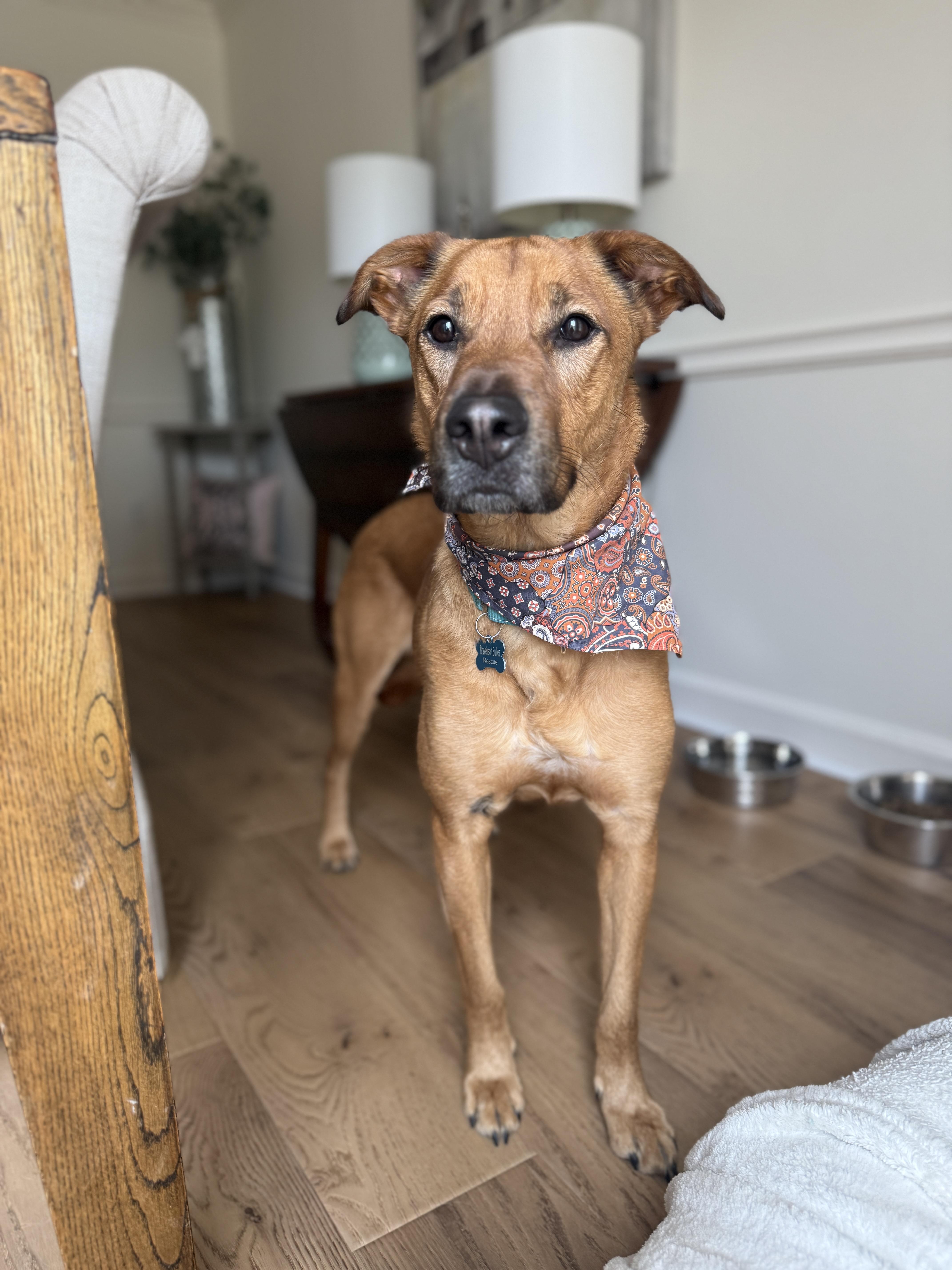 Enlarge Captain, a Adoptable mixed breed in Roswell, GA image 1/6