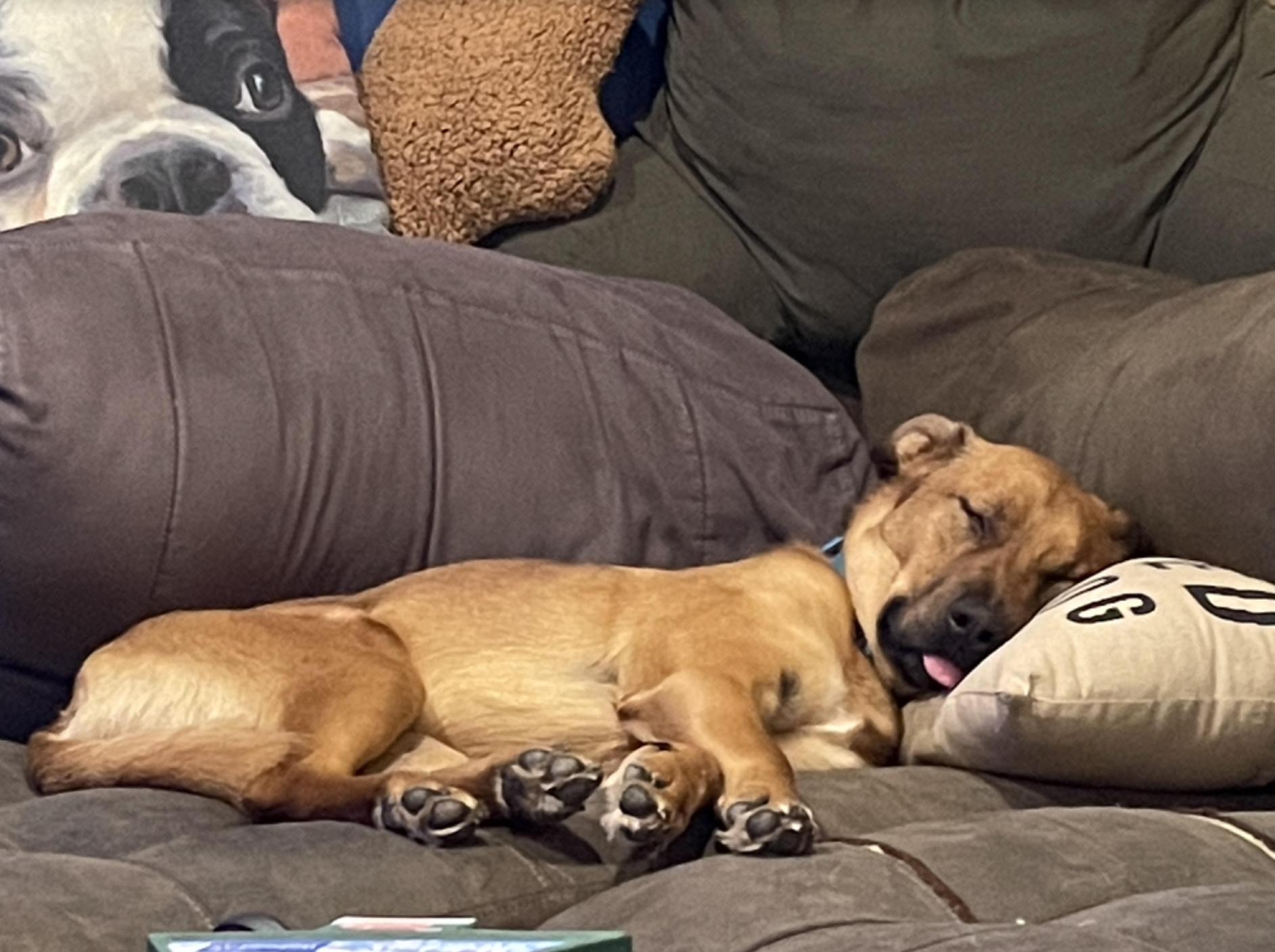 Captain, a Adoptable Mixed Breed in Roswell, GA image 4/6