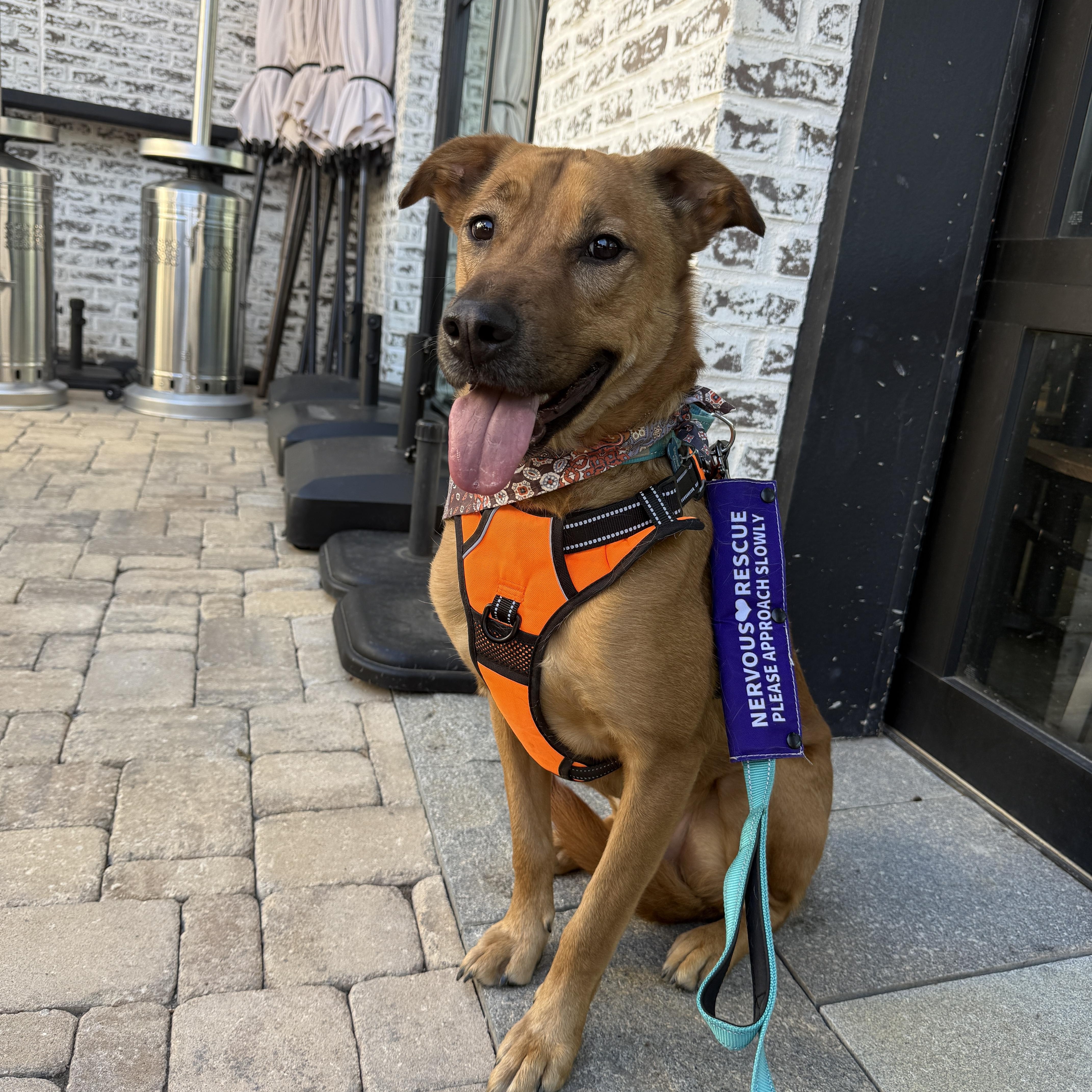 Enlarge Captain, a Adoptable mixed breed in Roswell, GA image 2/6