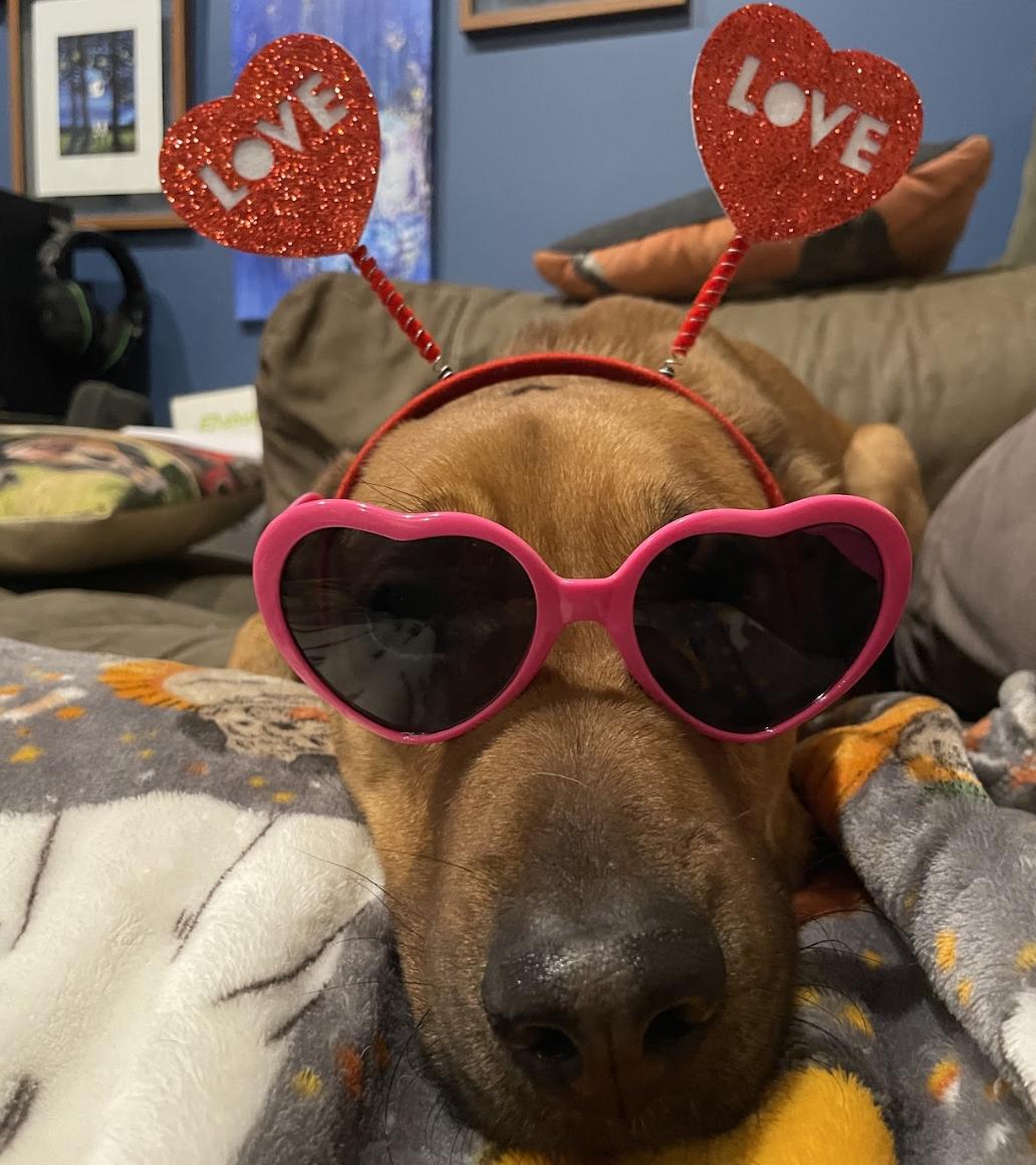 Captain, a Adoptable Mixed Breed in Roswell, GA image 2/6