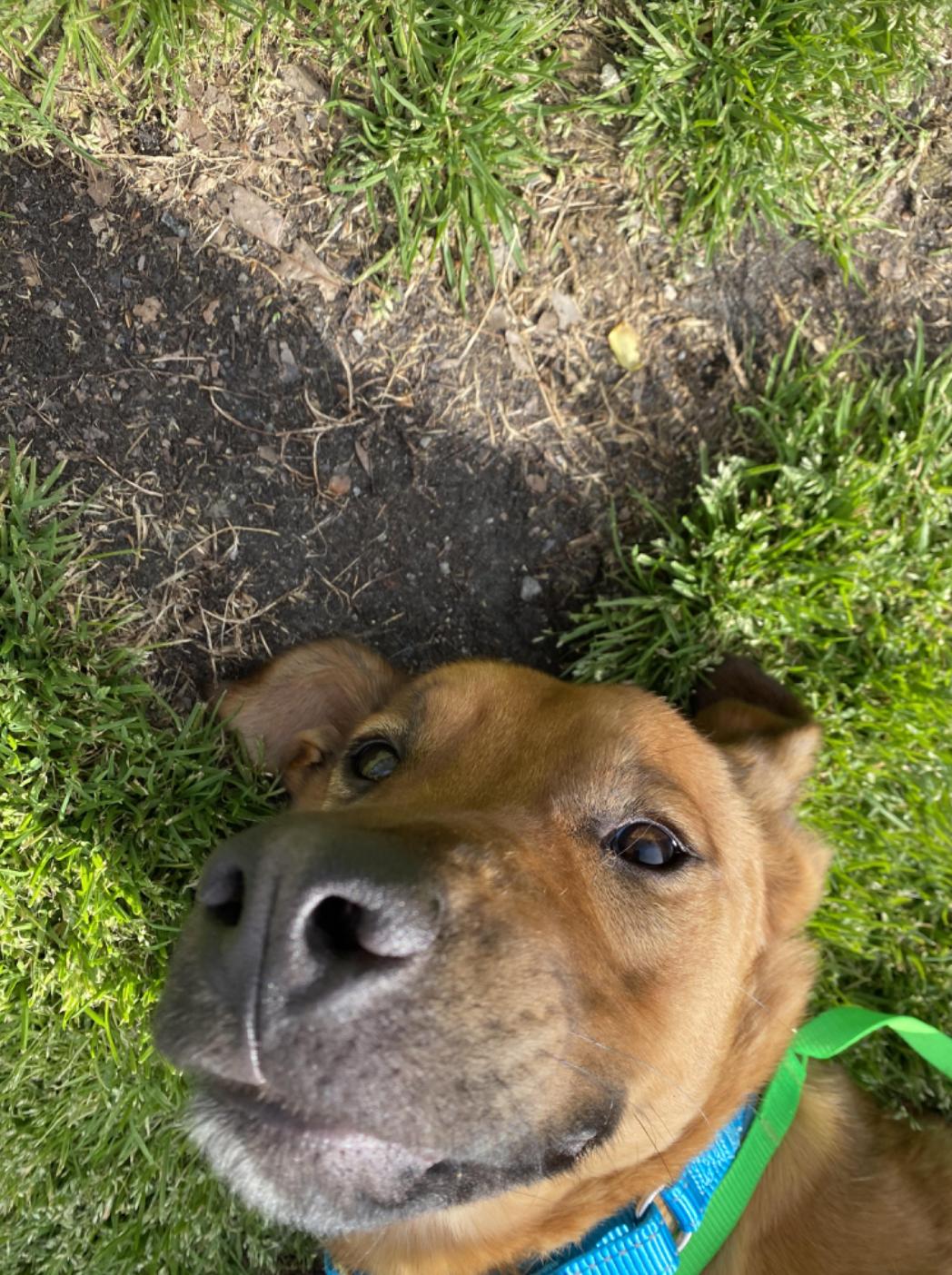 Captain, a Adoptable Mixed Breed in Roswell, GA image 5/6