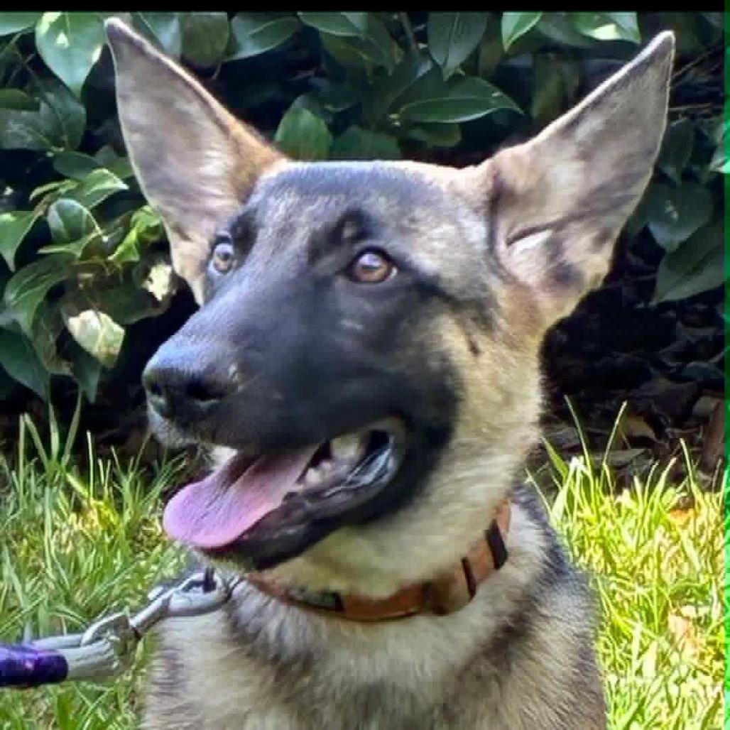 Enlarge Otto, a Adoptable mixed breed in Mechanicsville, VA image 2/3