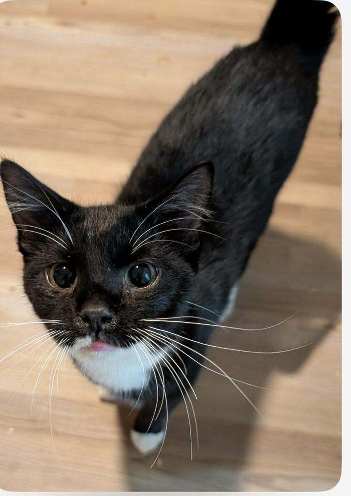 Loki, Adoptable, Young Male Domestic Short Hair.