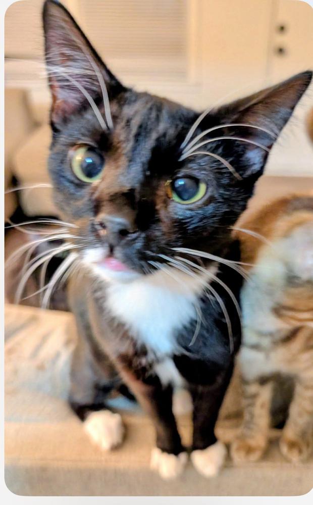 Enlarge Loki, a Adoptable Domestic Short Hair in Salisbury, NC image 2/2