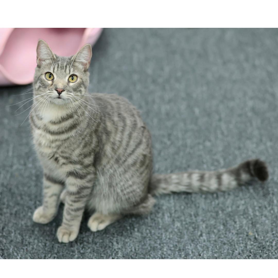 Enlarge Cosmos, a Adoptable mixed breed in Morgan Hill, CA image 4/6