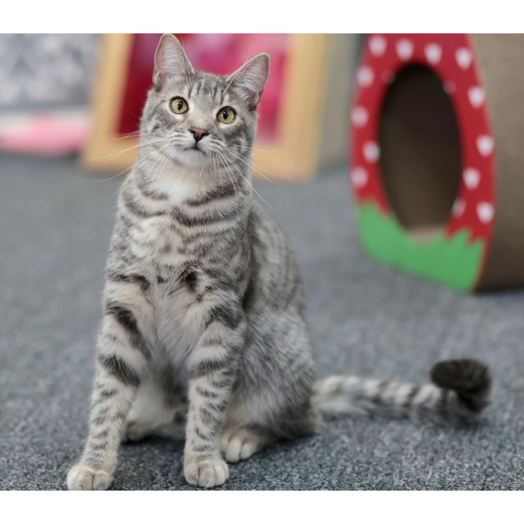 Enlarge Cosmos, a Adoptable mixed breed in Morgan Hill, CA image 6/6