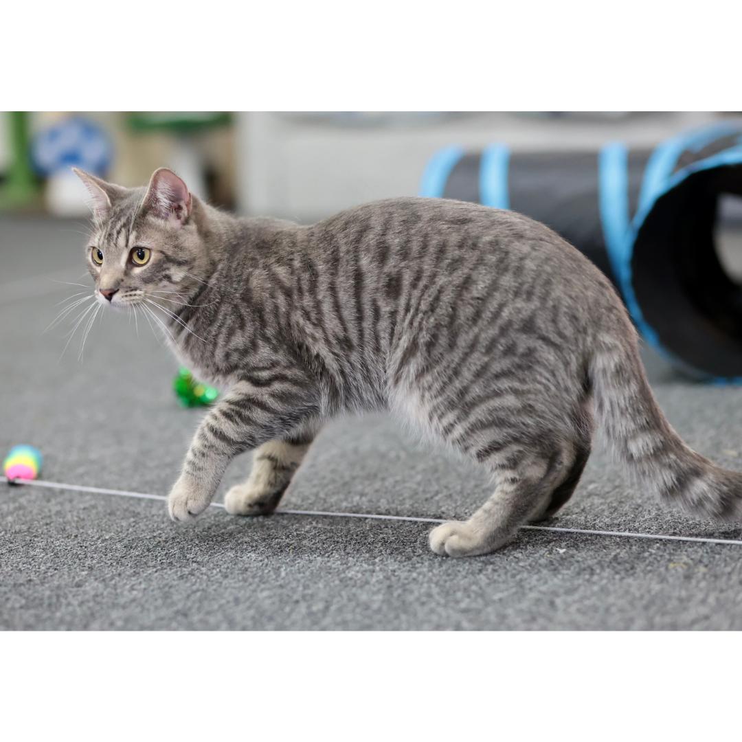 Enlarge Cosmos, a Adoptable mixed breed in Morgan Hill, CA image 5/6