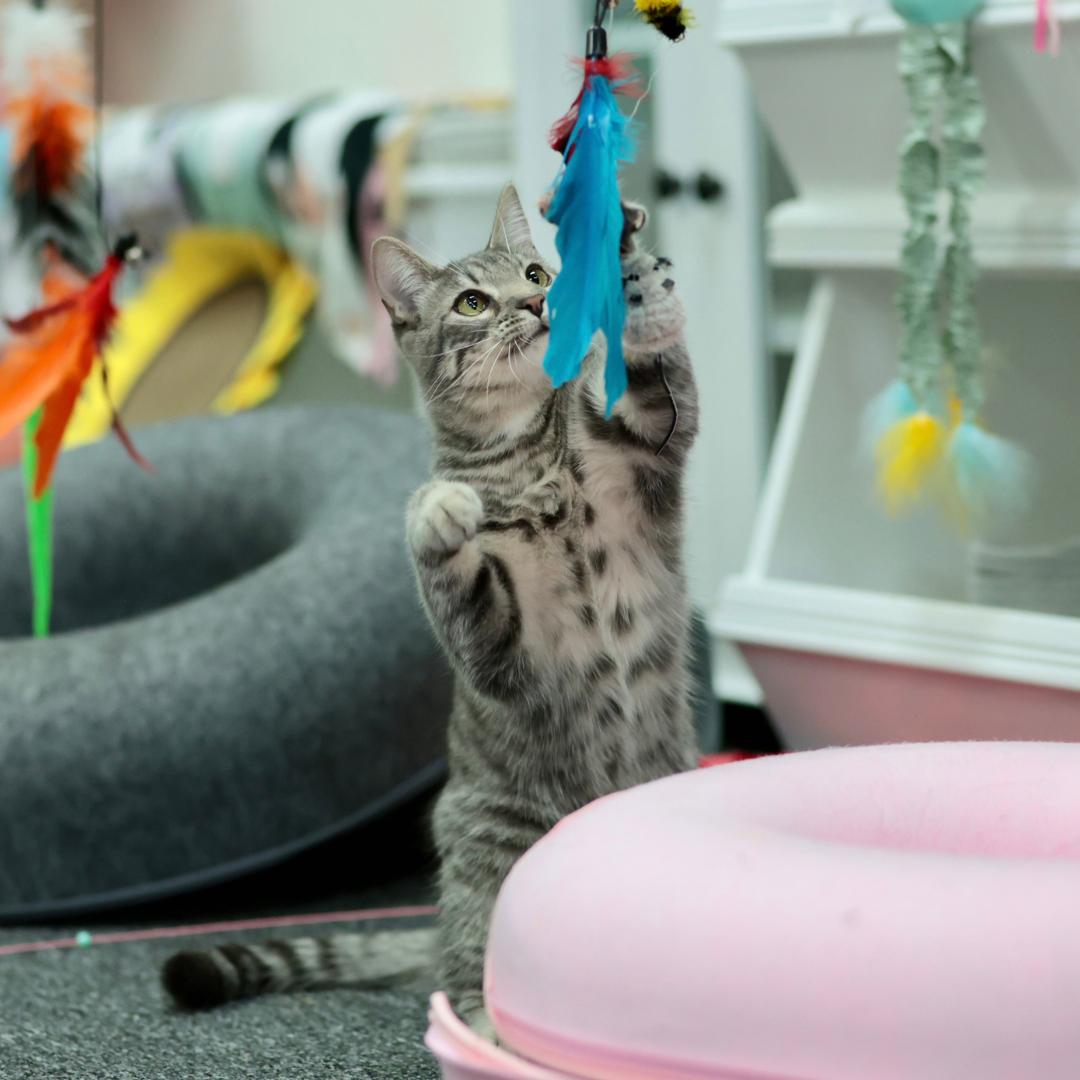 Enlarge Cosmos, a Adoptable mixed breed in Morgan Hill, CA image 3/6