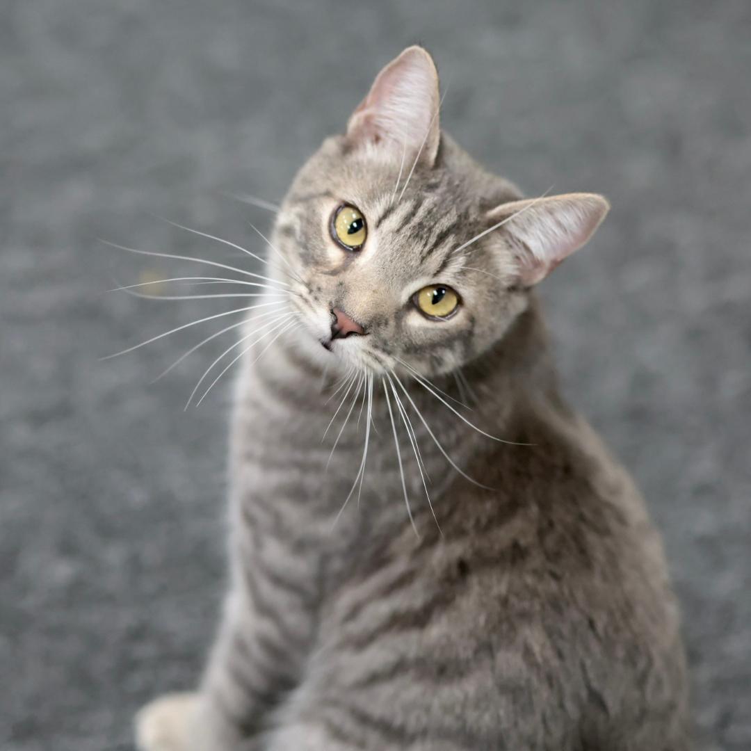 Cosmos, Adoptable, Kitten Male Tabby & Domestic Medium Hair.