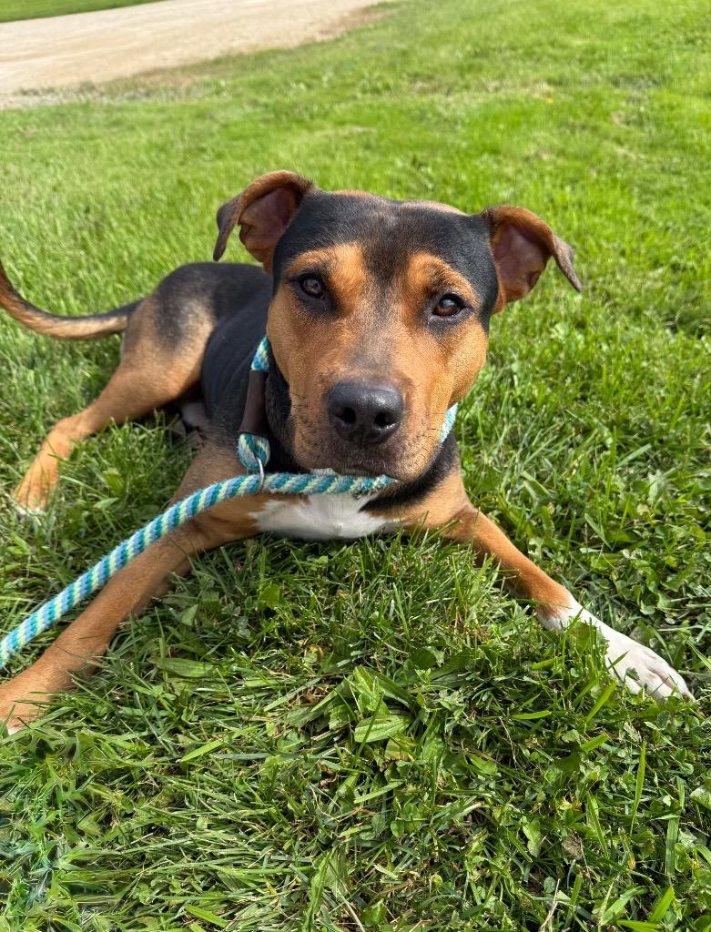 Meatball, Adoptable, Adult Male Mixed Breed.