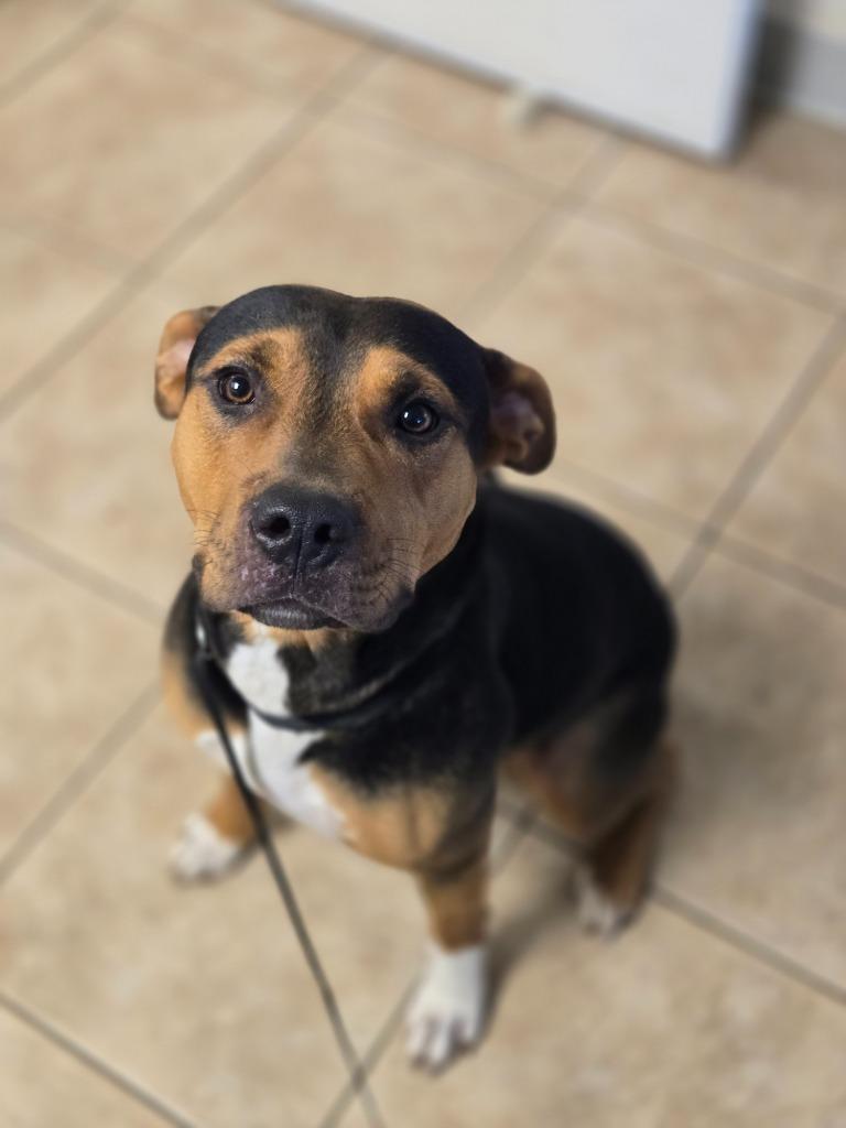 Enlarge Meatball, a Adoptable Mixed Breed in Viroqua, WI image 2/3