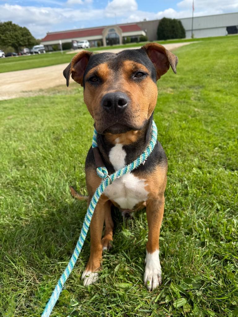 Enlarge Meatball, a Adoptable Mixed Breed in Viroqua, WI image 3/3