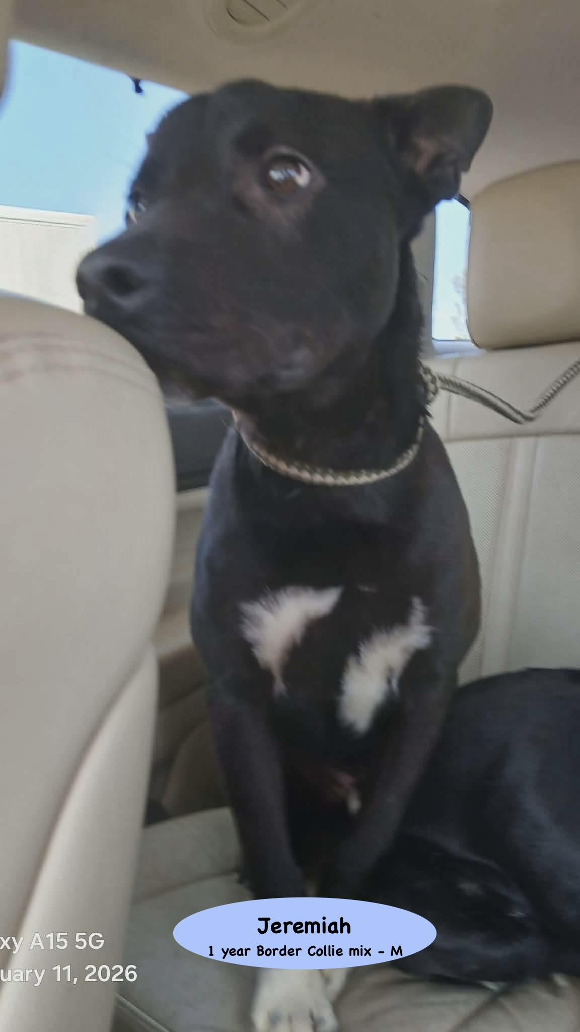 Enlarge Jeremiah, a Adoptable mixed breed in Parker, CO image 3/3