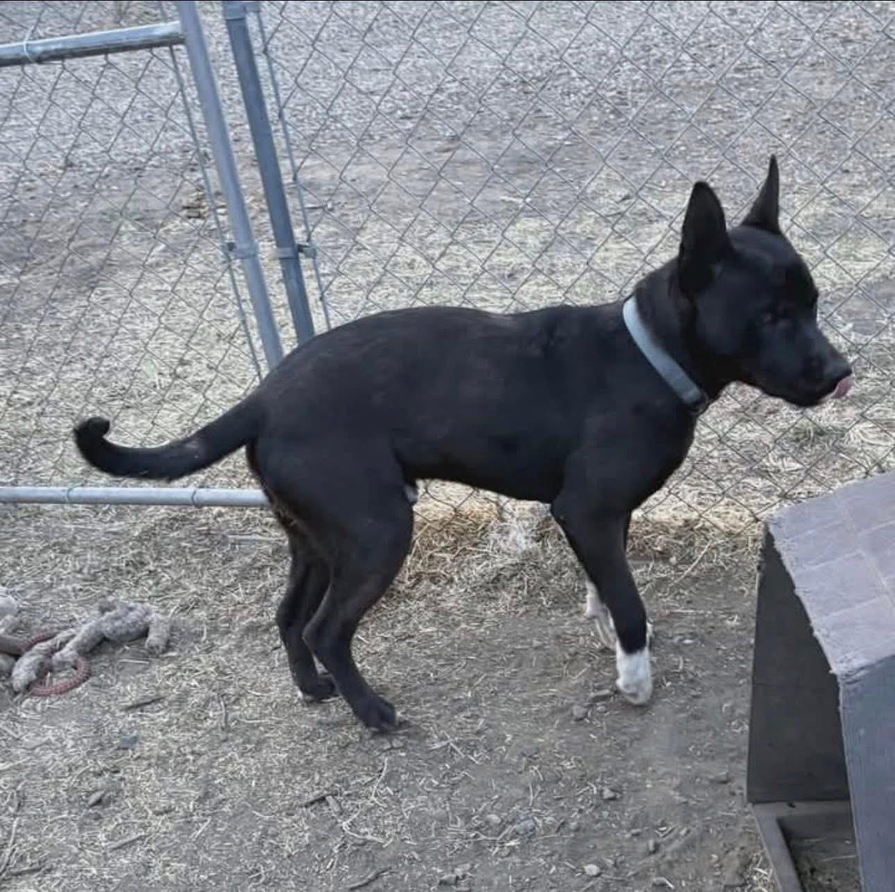 Enlarge Jeremiah, a Adoptable mixed breed in Parker, CO image 2/3
