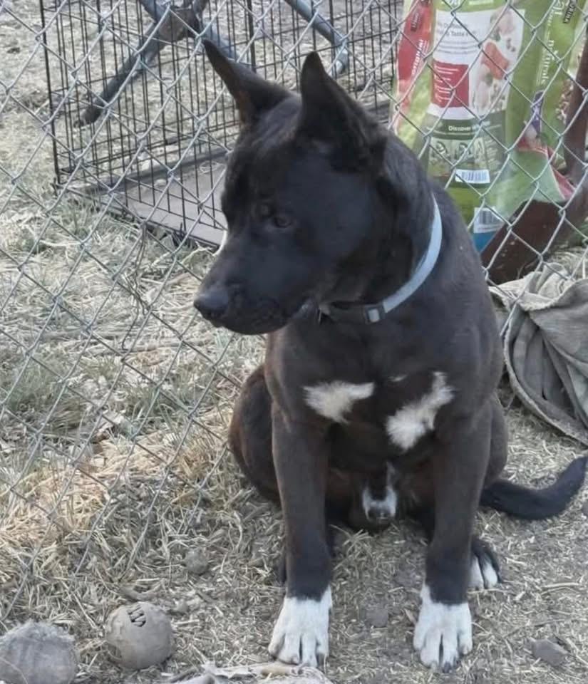 Enlarge Jeremiah, a Adoptable mixed breed in Parker, CO image 1/3