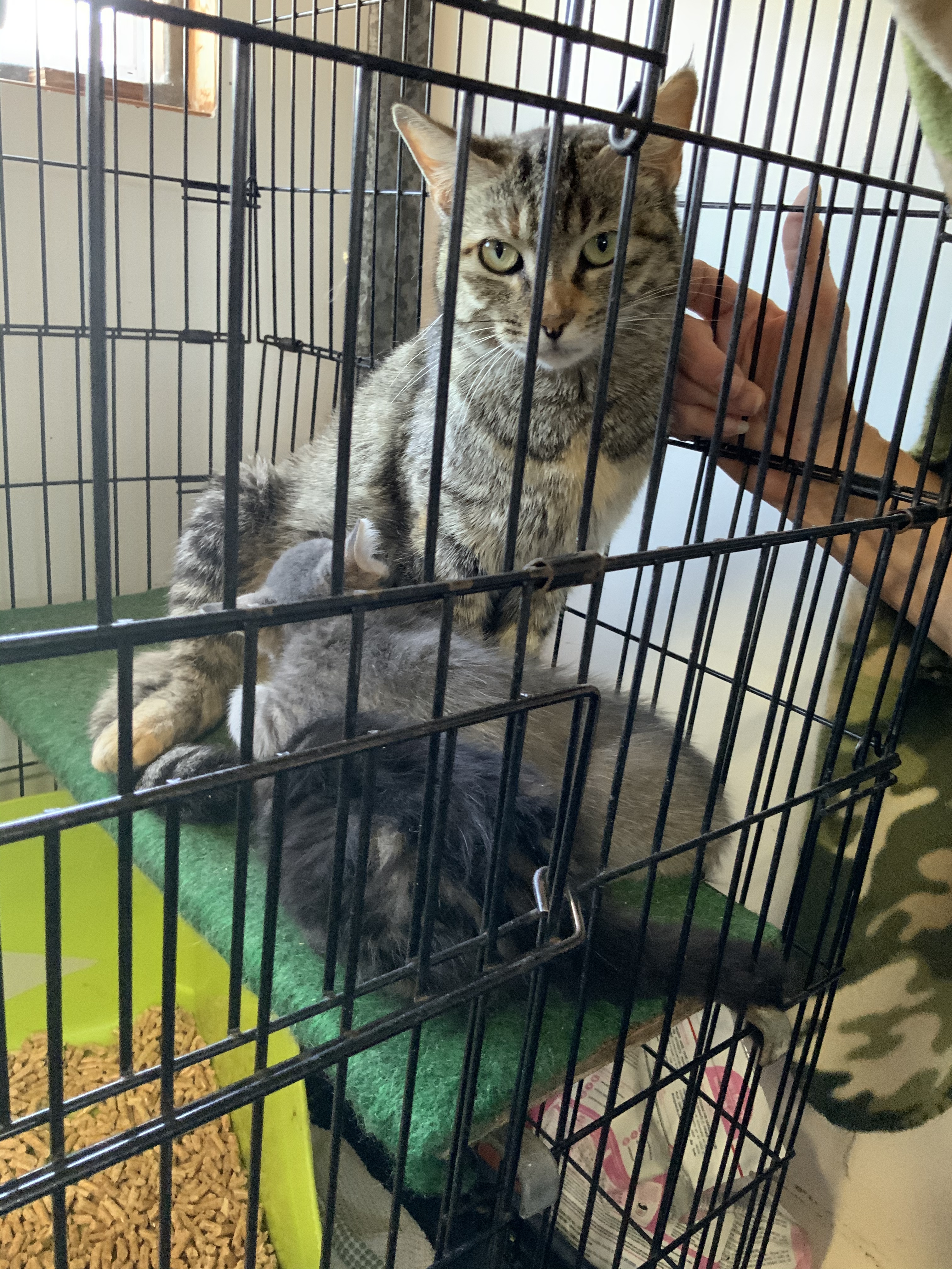 Enlarge Charlotte, a Adoptable Tiger in Corrales, NM image 1/8