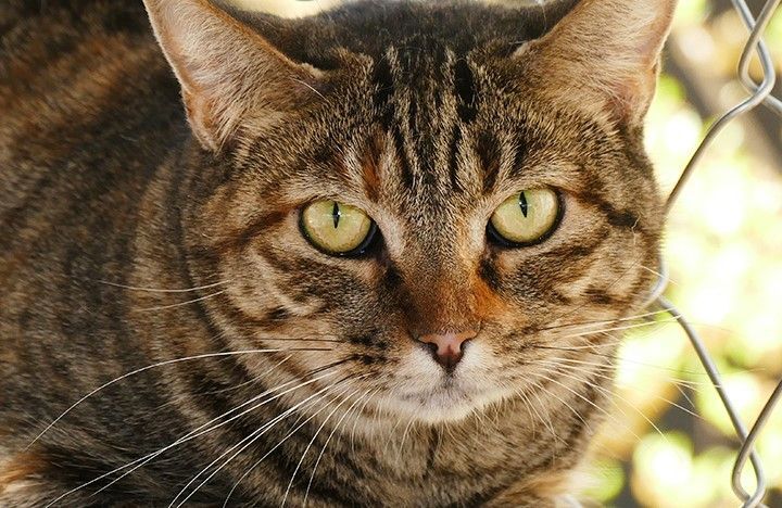 Enlarge Charlotte, a Adoptable Tiger in Corrales, NM image 2/8