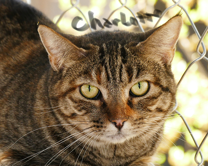 Enlarge Charlotte, a Adoptable Tiger in Corrales, NM image 3/8
