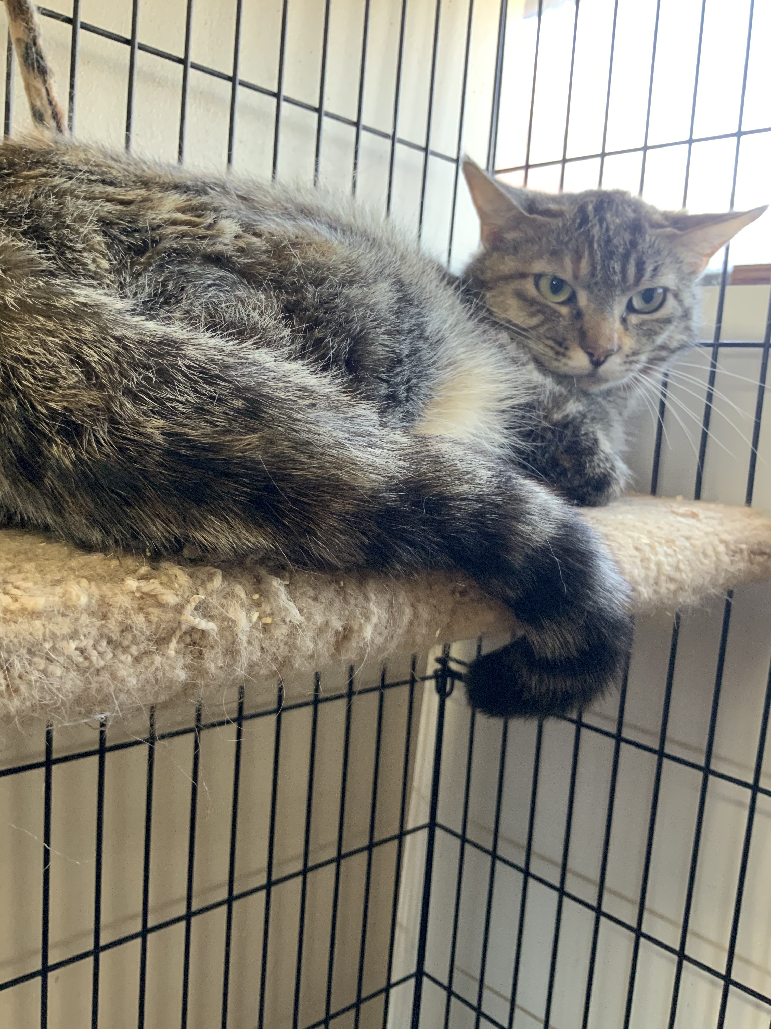 Enlarge Charlotte, a Adoptable Tiger in Corrales, NM image 4/8