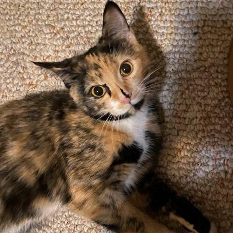 Enlarge Angie, Aj and Alex , an adopted mixed breed in Buffalo, NY image 2/4