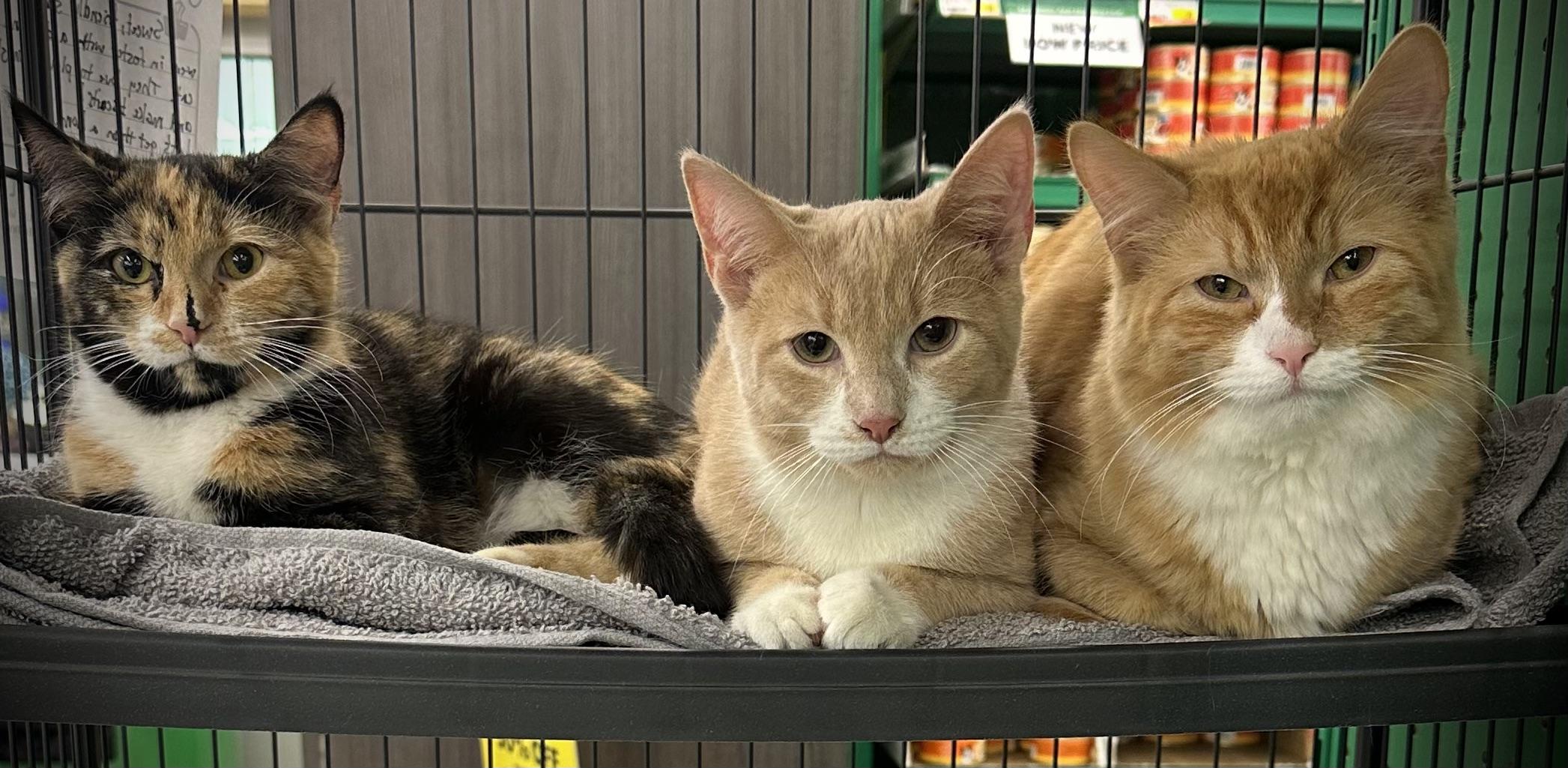 Angie, Aj and Alex , adopted, Young Male Domestic Long Hair & Domestic Short Hair.