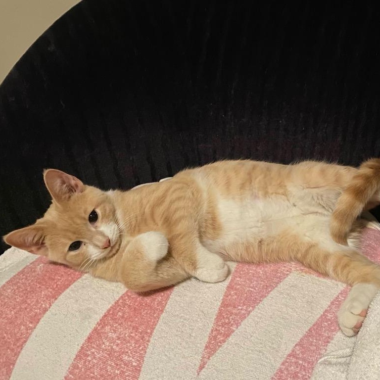 Enlarge Angie, Aj and Alex , an adopted mixed breed in Buffalo, NY image 3/4