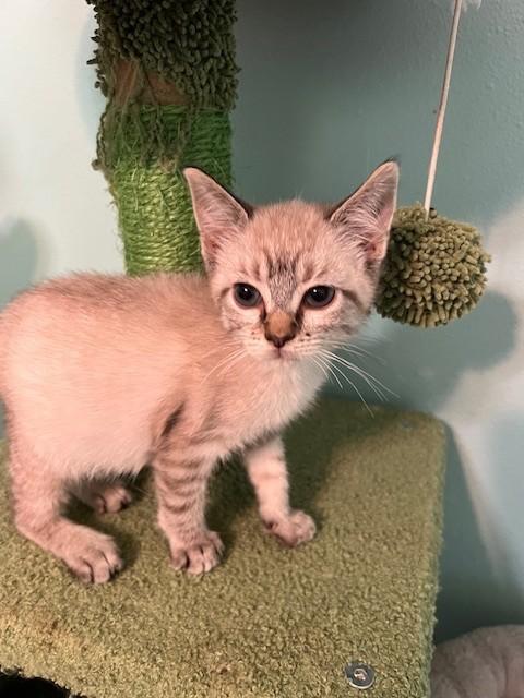 Enlarge Gains (Bonded to Ames - Russian Blue), a Adoptable mixed breed in Brattleboro, VT image 6/6