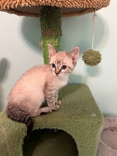 Enlarge Gains (Bonded to Ames - Russian Blue), a Adoptable mixed breed in Brattleboro, VT image 3/6
