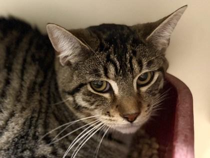 Platinum, Adoptable, Adult Male Domestic Short Hair & Domestic Short Hair.