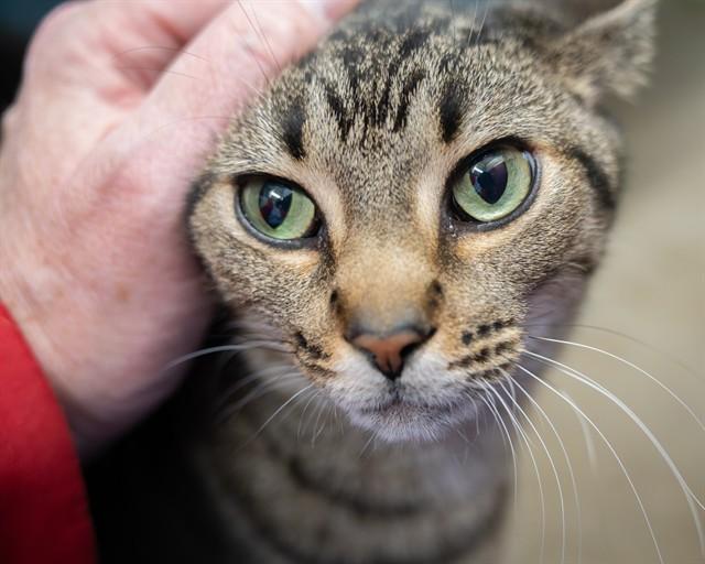 Enlarge DELPHINUS, a Adoptable Domestic Short Hair in Easton, MD image 1/1
