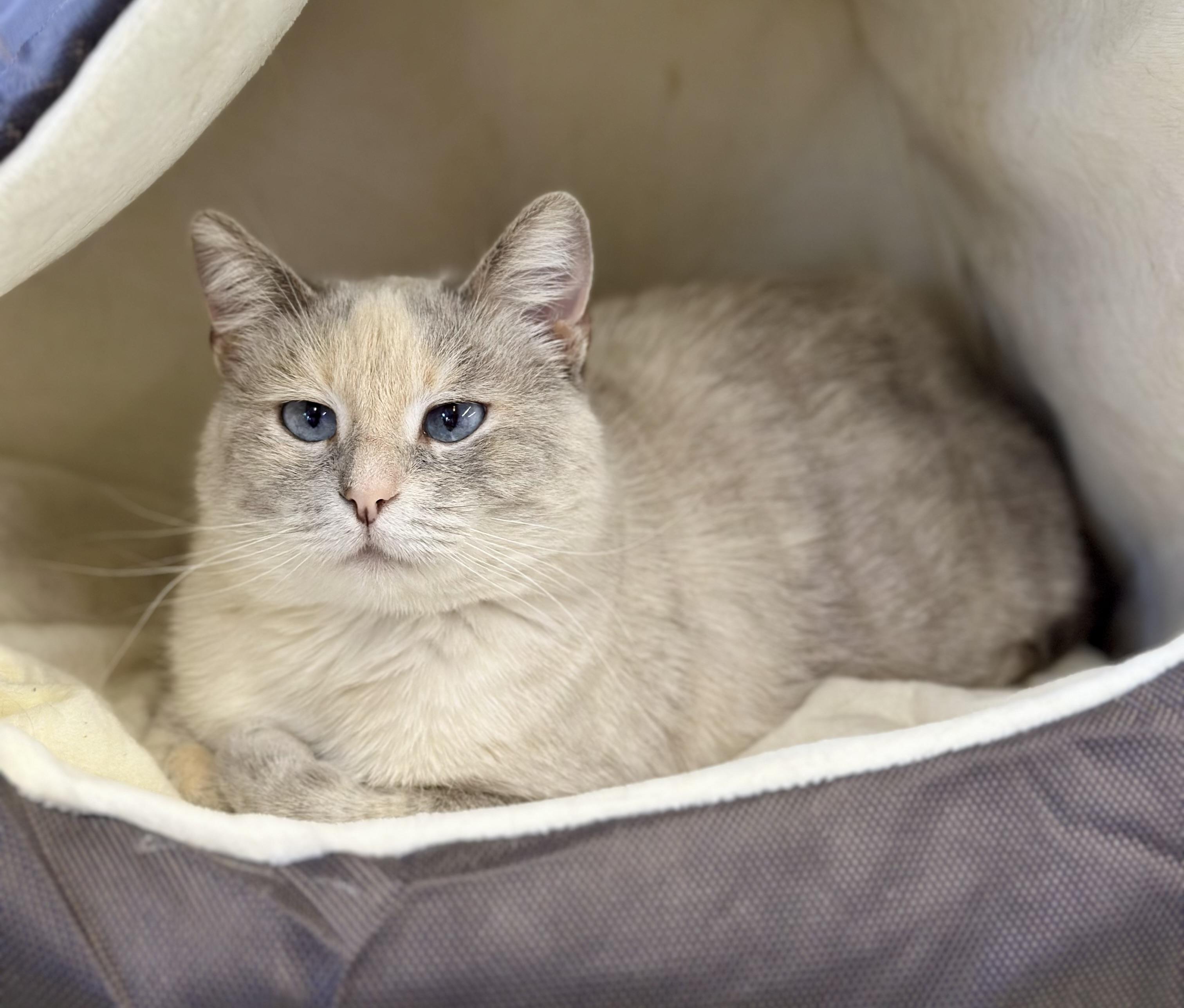 August, a ADOPTABLE Domestic Short Hair in Faribault, MN image 1/6