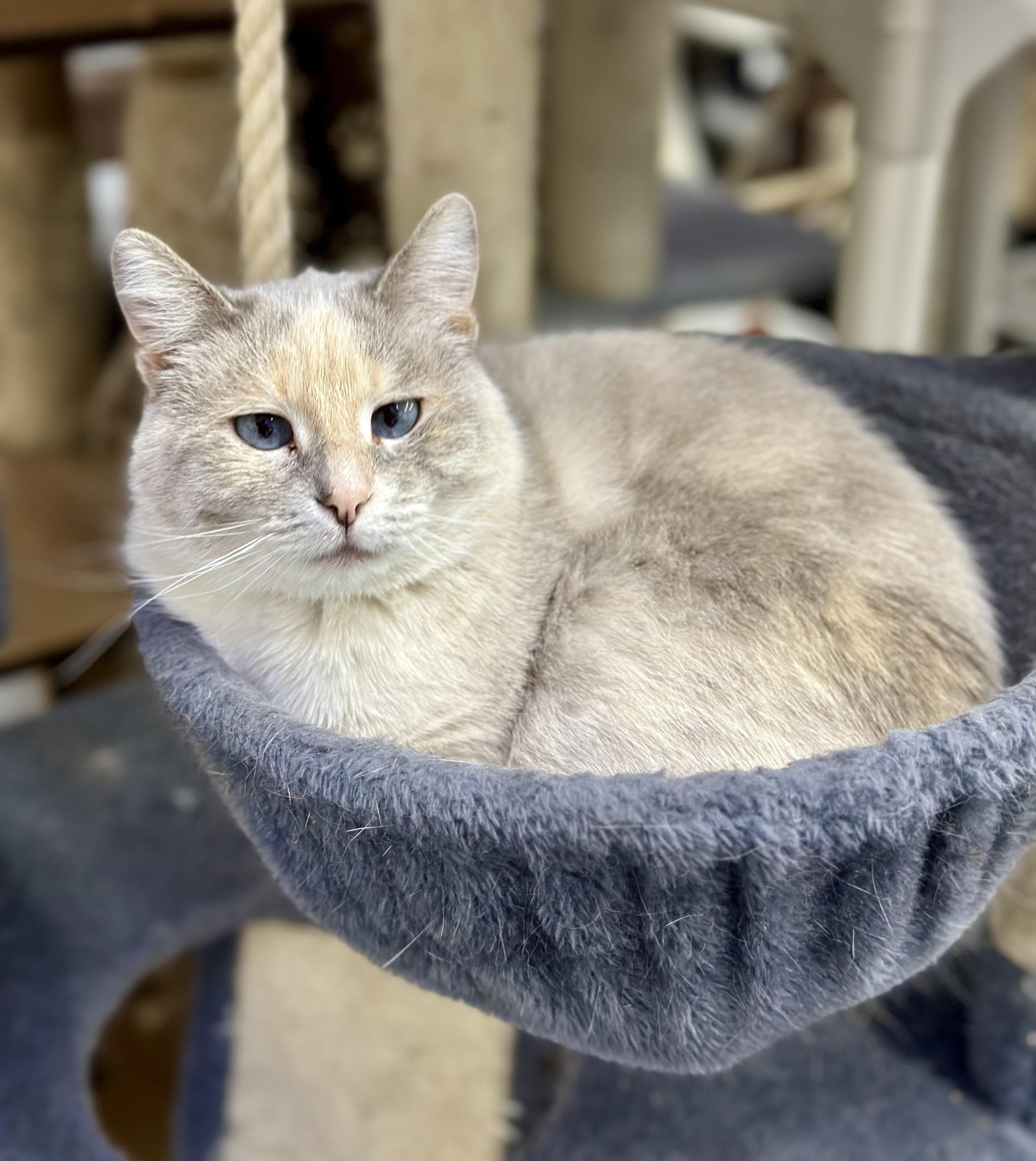 August, a ADOPTABLE Domestic Short Hair in Faribault, MN image 2/6