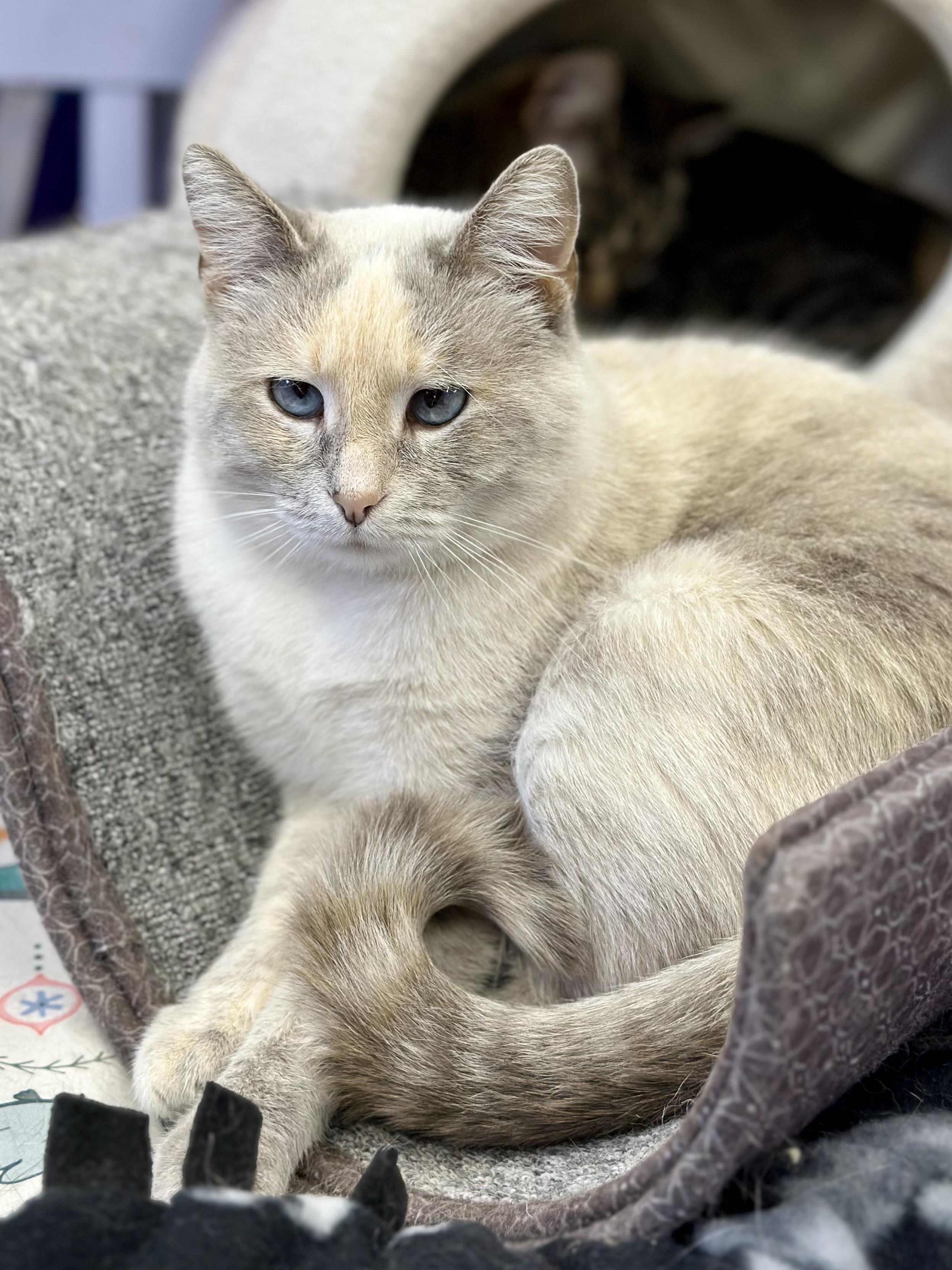 August, a ADOPTABLE Domestic Short Hair in Faribault, MN image 3/6
