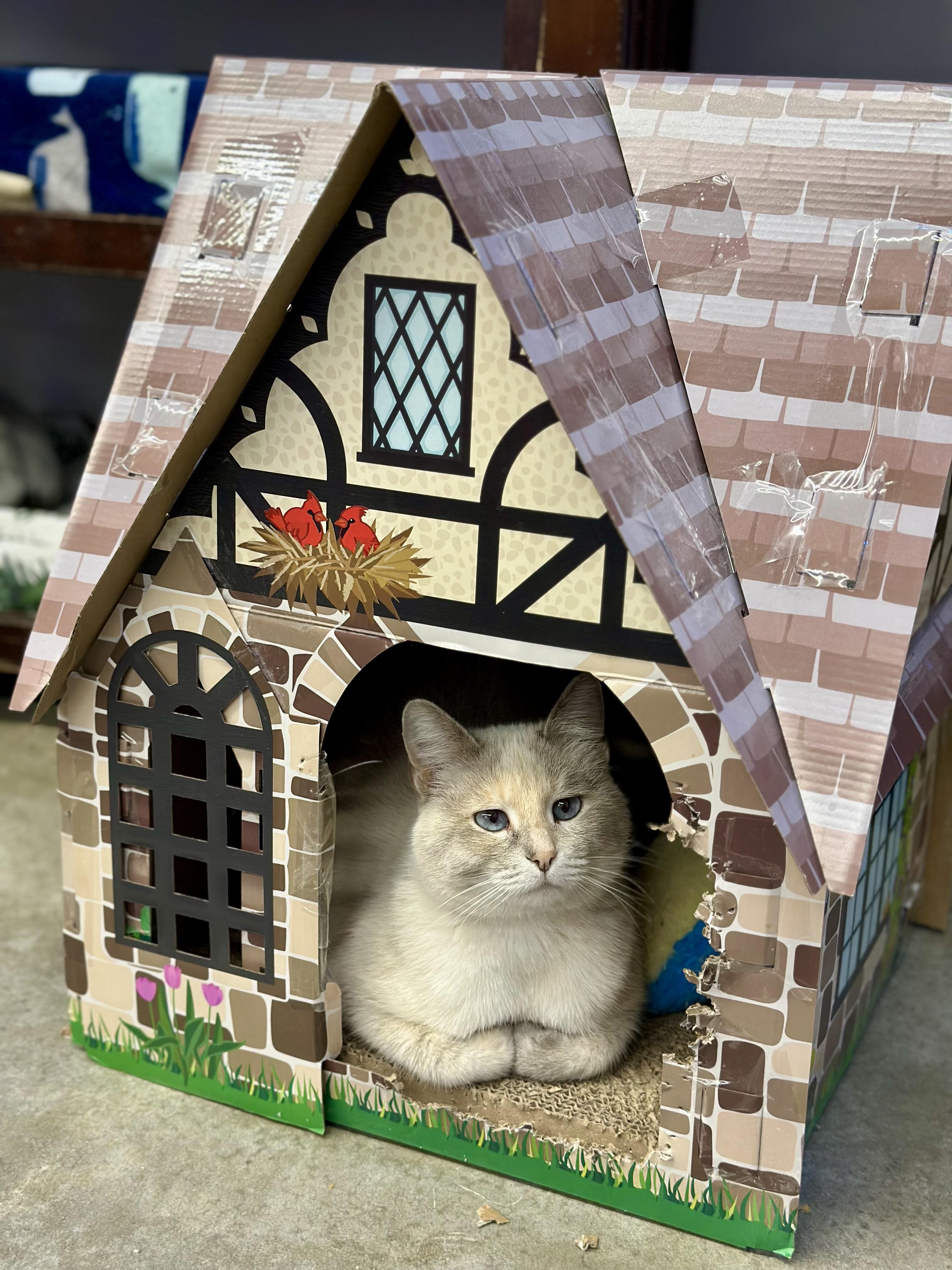 August, a ADOPTABLE Domestic Short Hair in Faribault, MN image 5/6