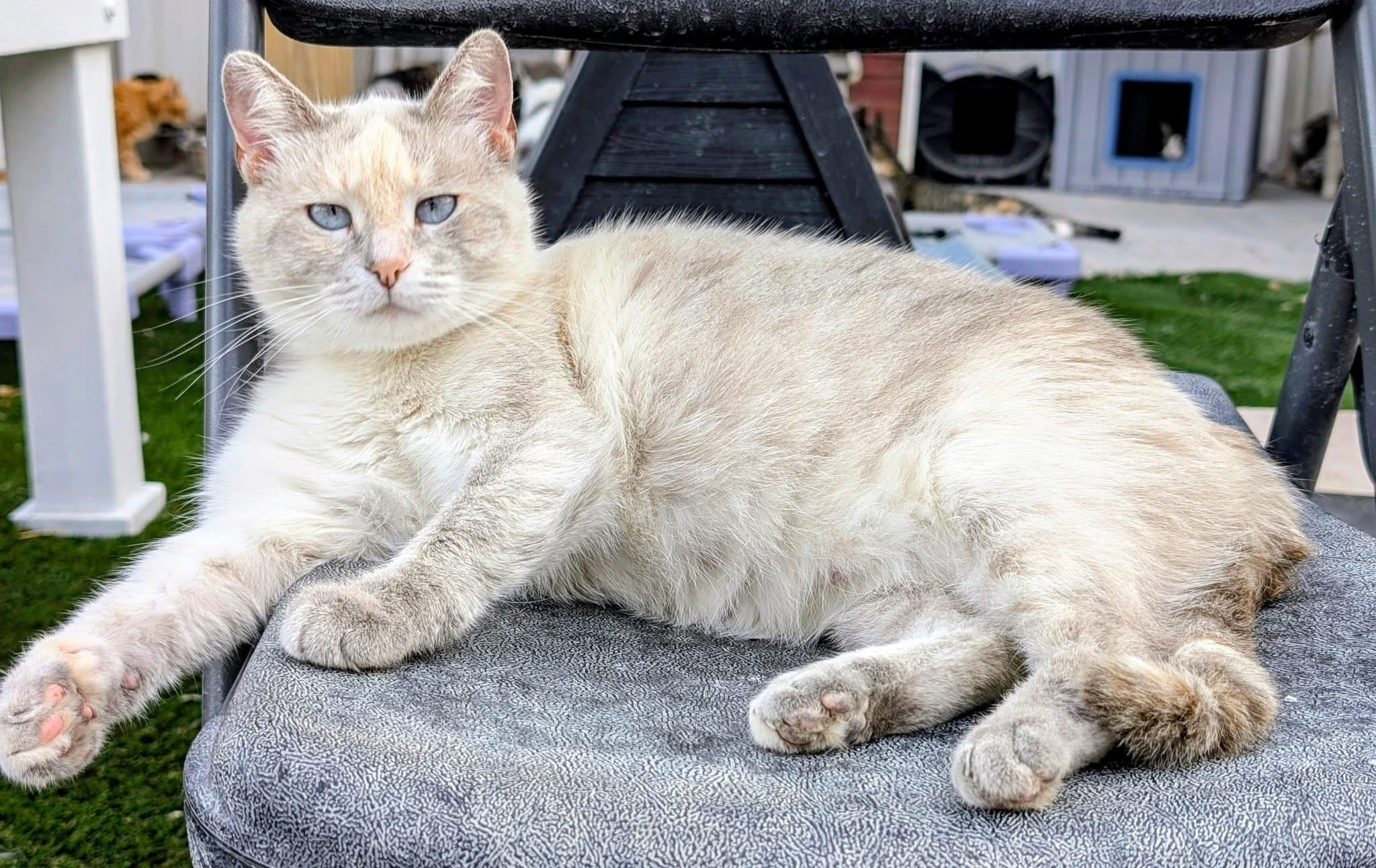 August, a ADOPTABLE Domestic Short Hair in Faribault, MN image 6/6