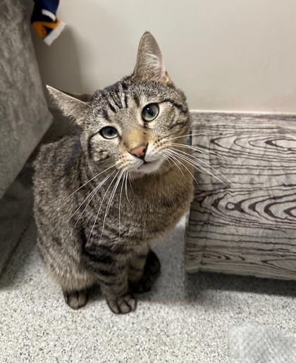 Enlarge Star, a Adoptable Domestic Short Hair in Chicago, IL image 1/3