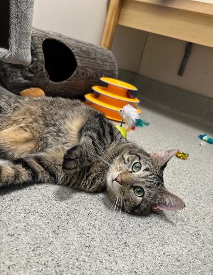 Enlarge Star, a Adoptable Domestic Short Hair in Chicago, IL image 2/3