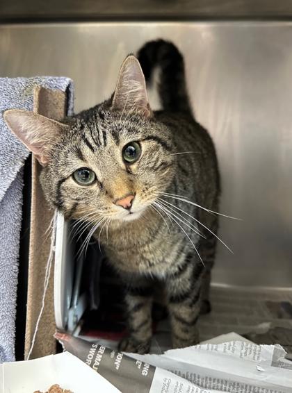 Enlarge Star, a Adoptable Domestic Short Hair in Chicago, IL image 3/3