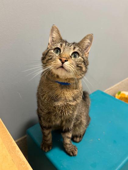 Enlarge Star, a Adoptable Domestic Short Hair in Chicago, IL image 3/3