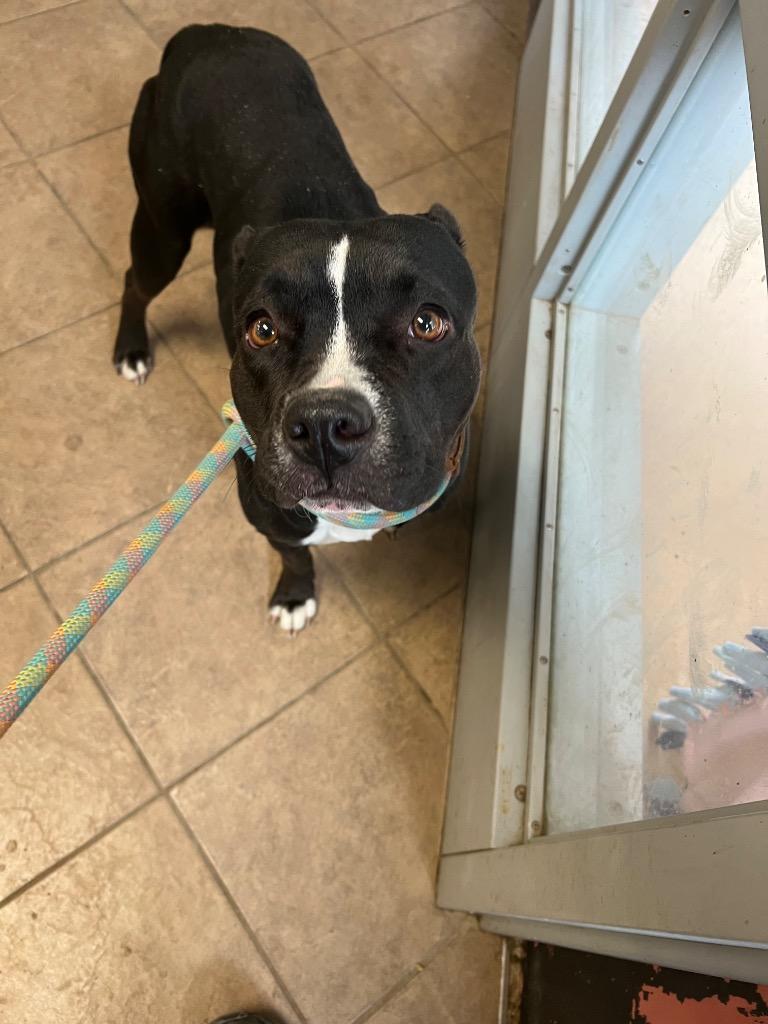 Onyx, Adoptable, Young Female Boxer & Pit Bull Terrier.