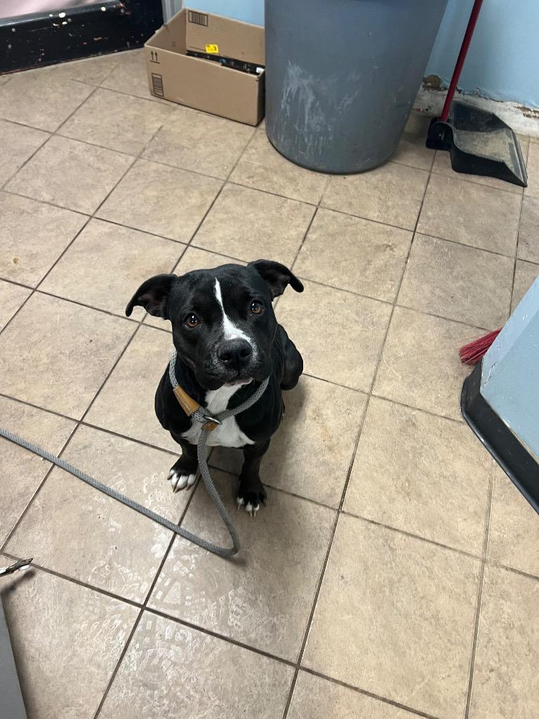 Enlarge Onyx, a Adoptable mixed breed in Marion, OH image 2/2