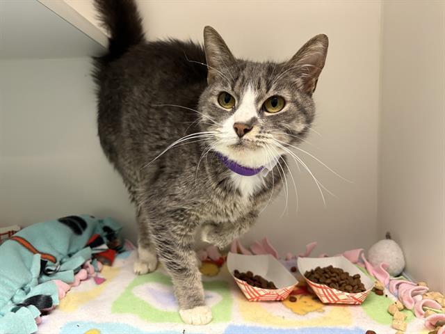TOADSTOOL, Adoptable, Adult Female Domestic Short Hair.