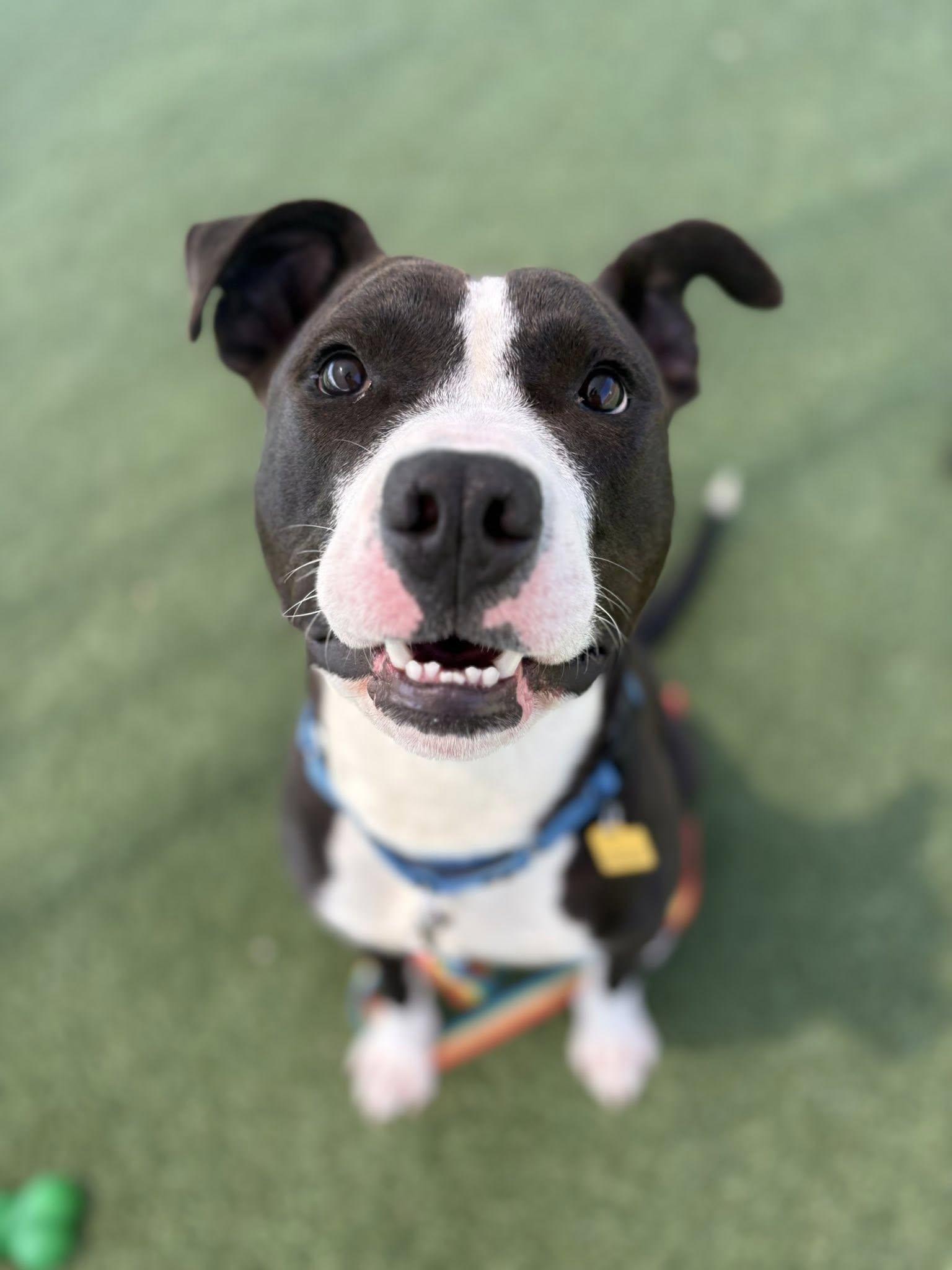 Enlarge Griffy, a ADOPTABLE mixed breed in Cleveland, OH image 1/6