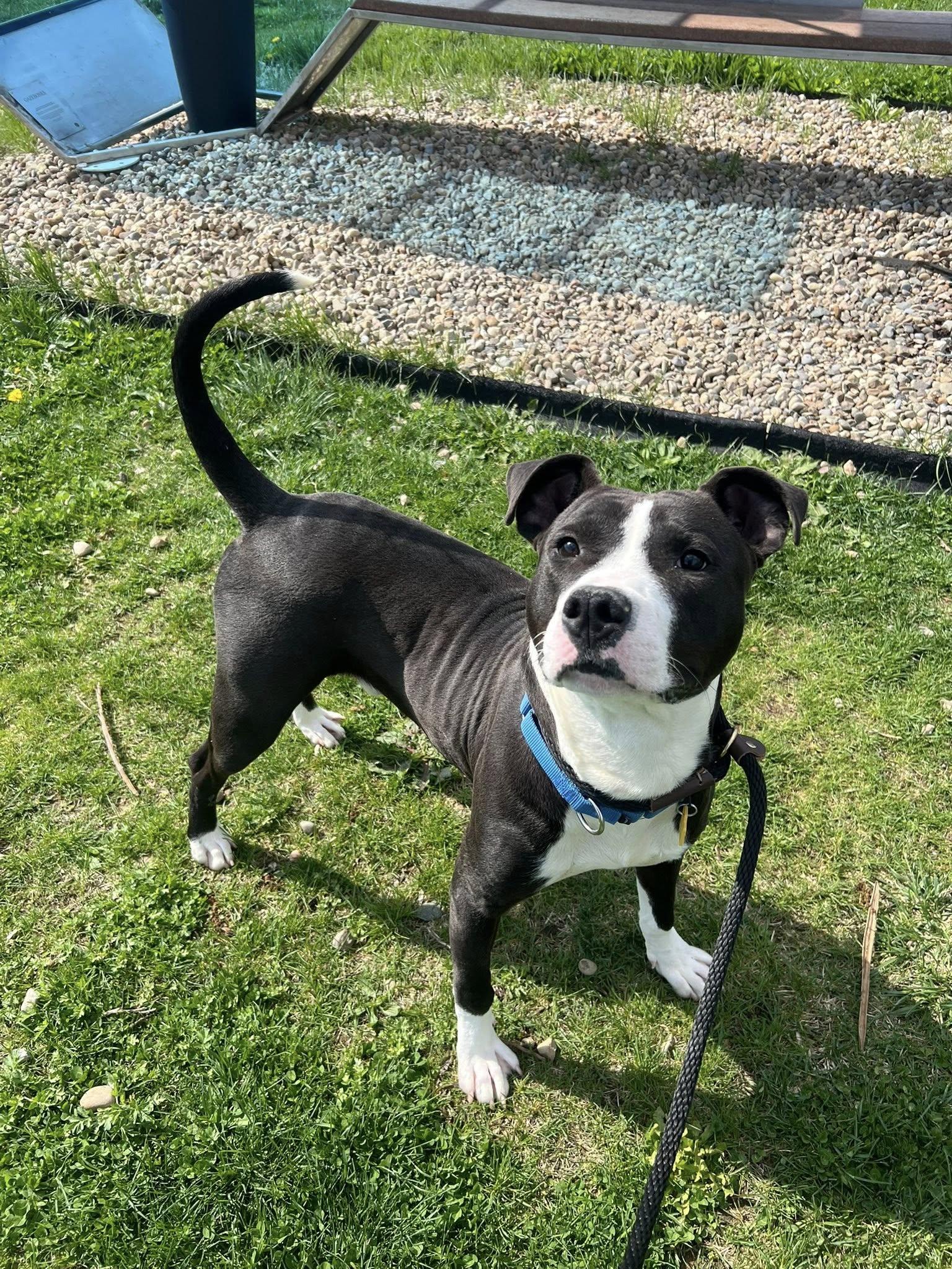 Enlarge Griffy, a ADOPTABLE mixed breed in Cleveland, OH image 4/6