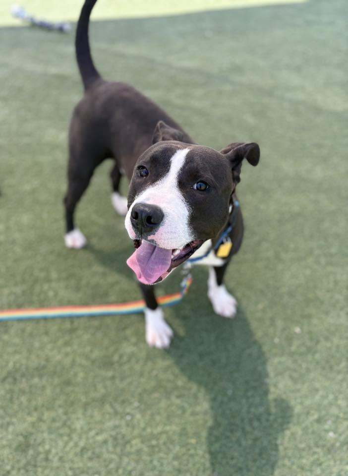 Enlarge Griffy, a ADOPTABLE mixed breed in Cleveland, OH image 6/6