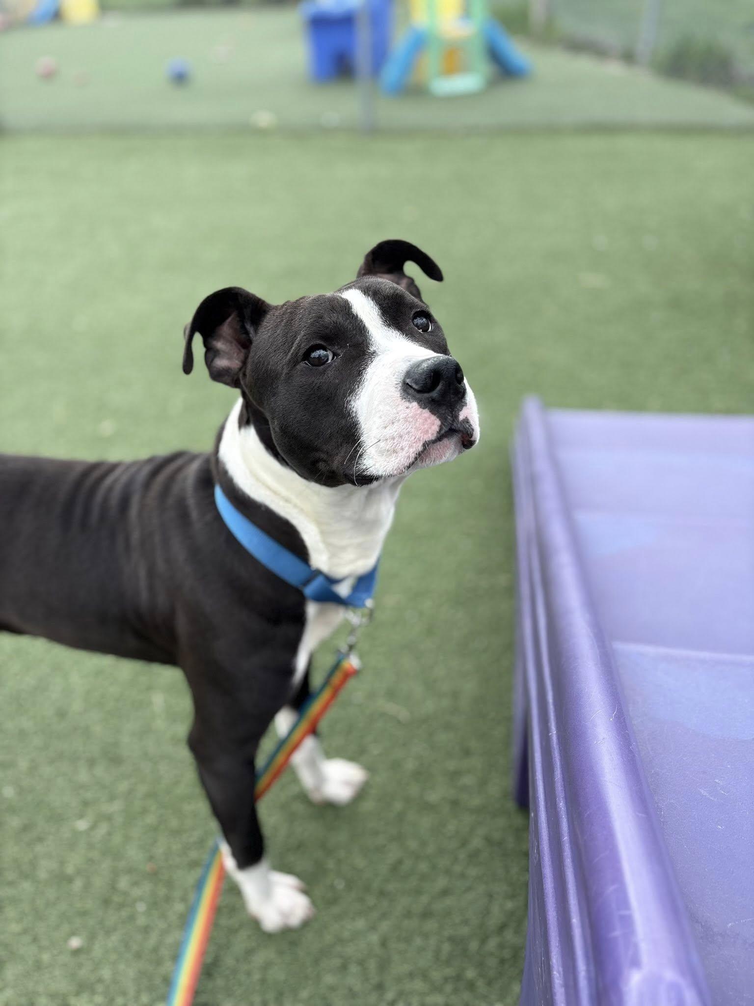 Enlarge Griffy, a ADOPTABLE mixed breed in Cleveland, OH image 2/6