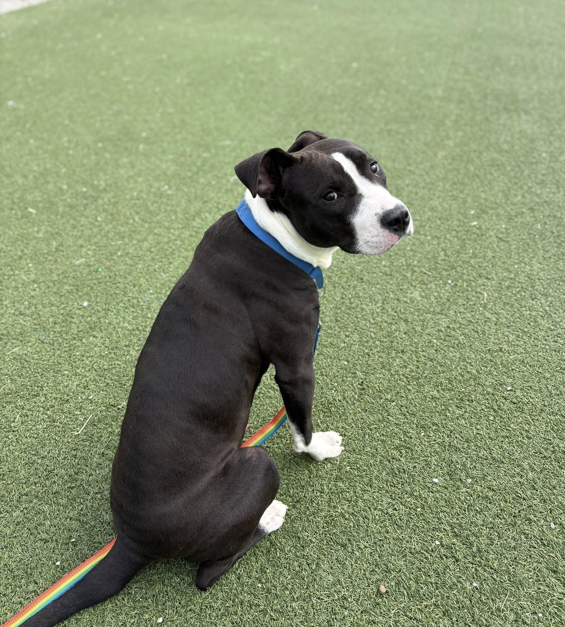 Enlarge Griffy, a ADOPTABLE mixed breed in Cleveland, OH image 3/6