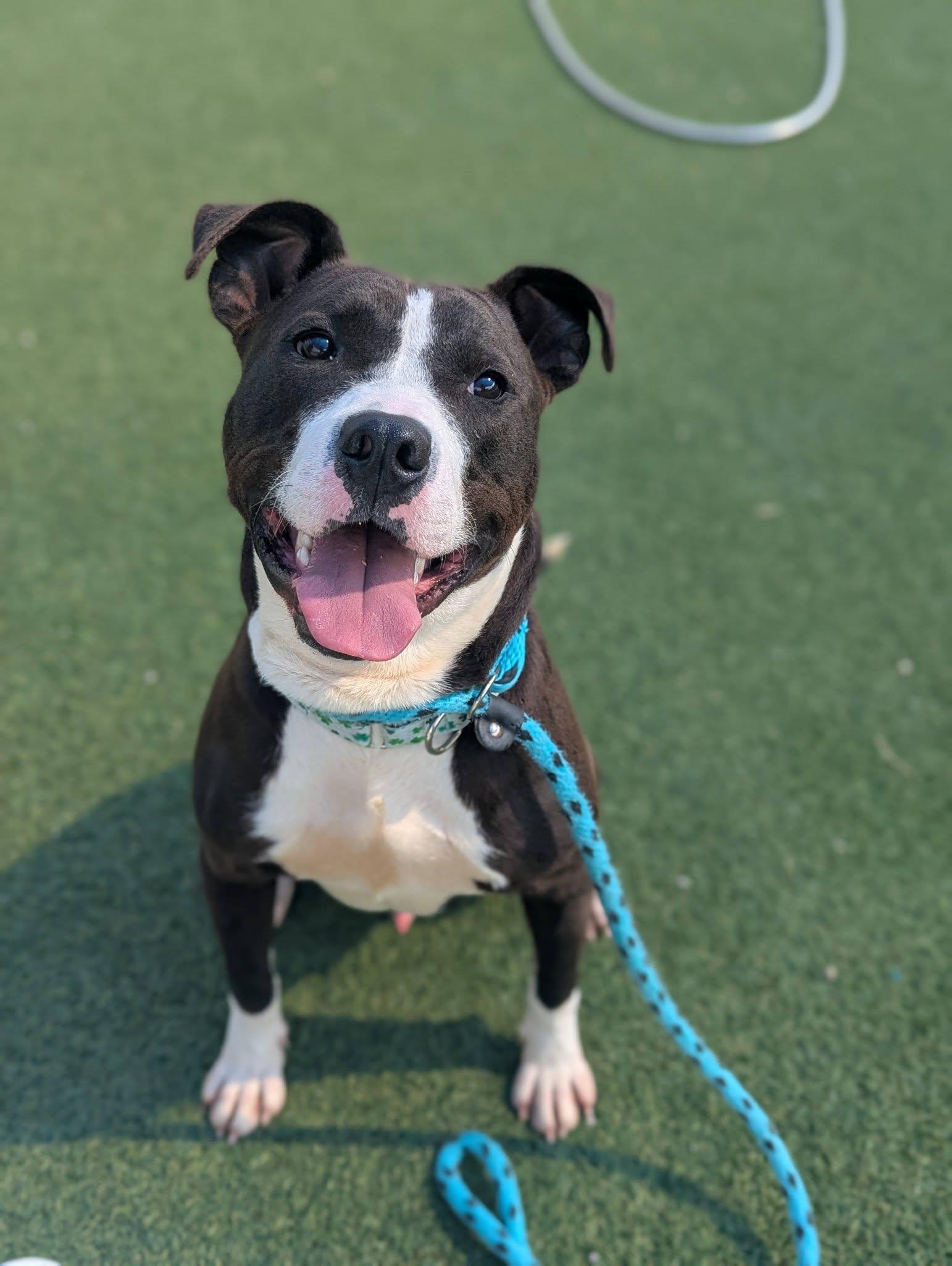 Enlarge Griffy, a Adoptable mixed breed in Cleveland, OH image 6/6