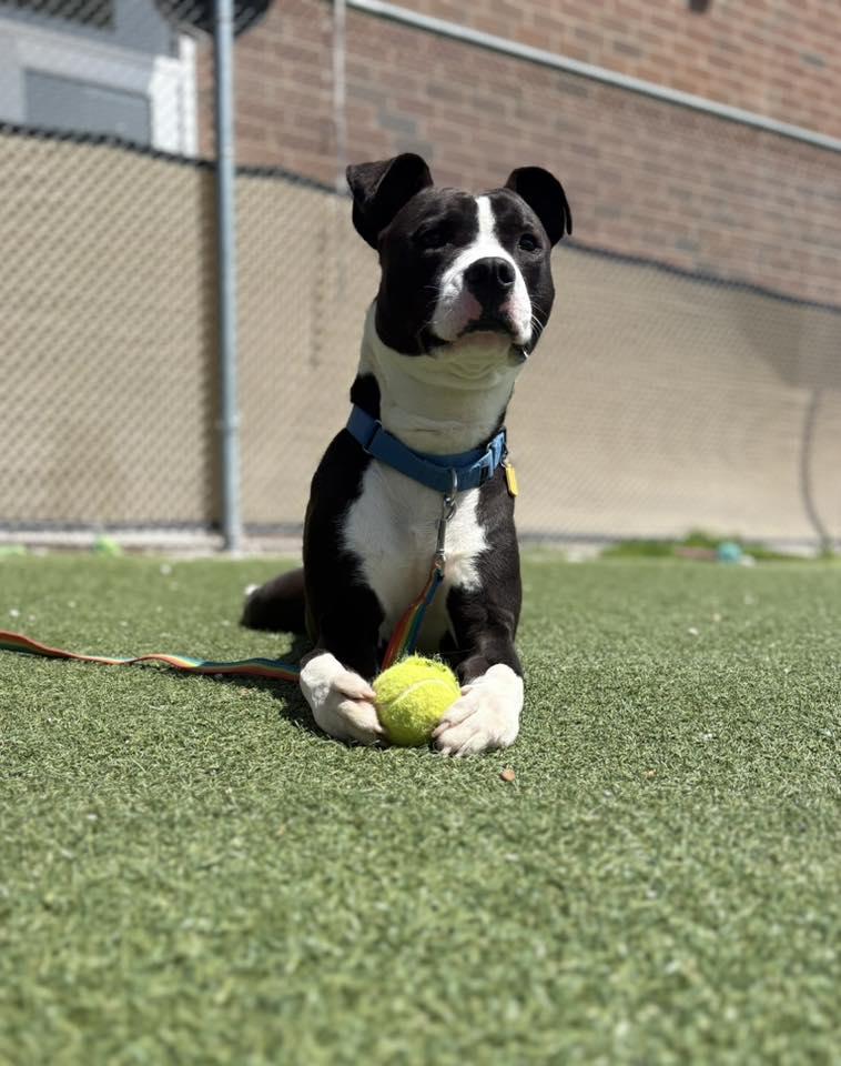 Enlarge Griffy, a ADOPTABLE mixed breed in Cleveland, OH image 5/6